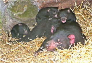 East Coast Natureworld - Sydney Tourism 0