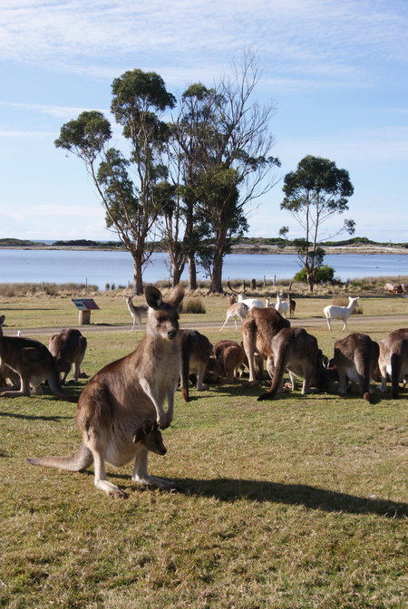East Coast Natureworld - Sydney Tourism 1