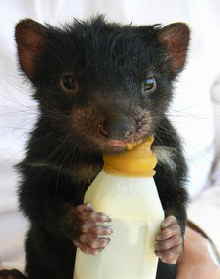 East Coast Natureworld - Sydney Tourism 2