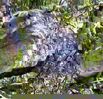 Koala Conservation Centre - Sydney Tourism