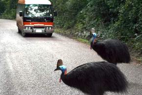Kookaburra Tours - Sydney Tourism 0