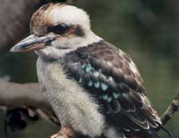 Nowra Wildlife Park - Sydney Tourism 2