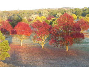 Balloon Adventures Barossa Valley - Sydney Tourism 3