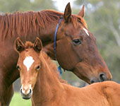 Euroa VIC Sydney Tourism