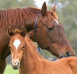 Blue Gum Farm - Sydney Tourism