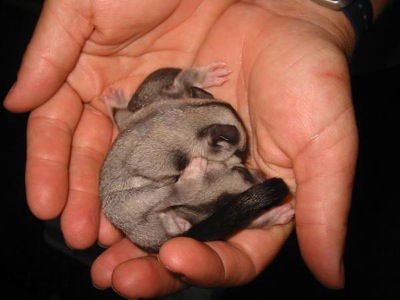 Redbank QLD Sydney Tourism