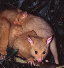 Geckoes Wildlife Presentations - Sydney Tourism 1