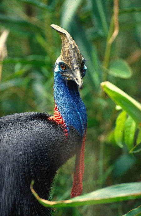 David Fleay Wildlife Park - Sydney Tourism 0