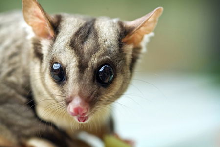 David Fleay Wildlife Park - Sydney Tourism 1