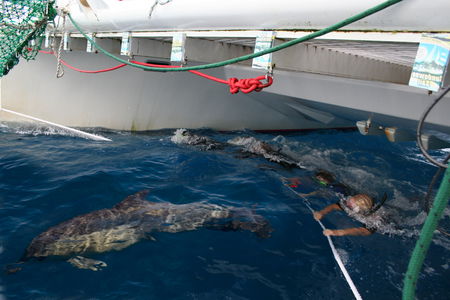 Dolphin Swim Australia - Sydney Tourism 1