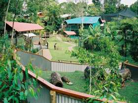Kuranda Koala Gardens - Sydney Tourism 1