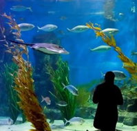 Melbourne Aquarium - Sydney Tourism