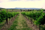 Link Tours - Sydney Tourism 2