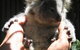 Koala Park Sanctuary - thumb 1