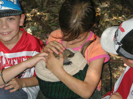 Koala Park Sanctuary - Sydney Tourism 3