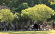 Lone Pine Koala Sanctuary - thumb 1