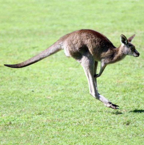 Lone Pine Koala Sanctuary - Sydney Tourism 4