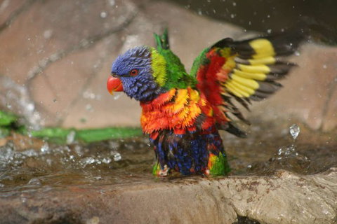 Lone Pine Koala Sanctuary - Sydney Tourism 5