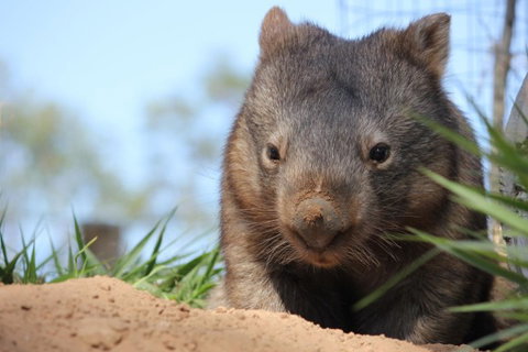 Lone Pine Koala Sanctuary - Sydney Tourism 7
