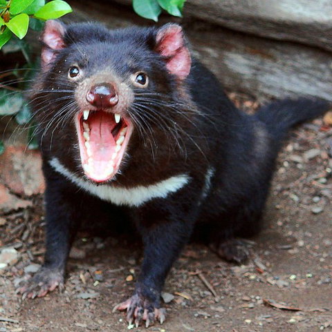 Lone Pine Koala Sanctuary - Sydney Tourism 8