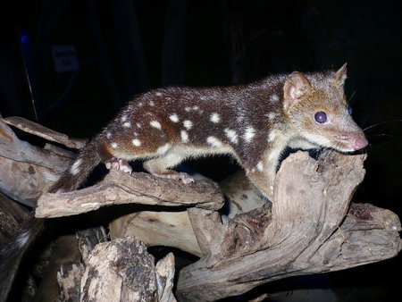 East Coast Natureworld - Sydney Tourism 5