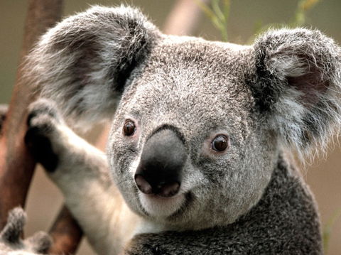 Potoroo Palace - Sydney Tourism 0