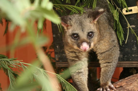 Potoroo Palace - Sydney Tourism 3