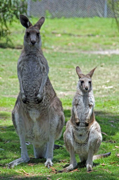 Potoroo Palace - Sydney Tourism 5