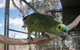 Darling Downs Zoo - thumb 1