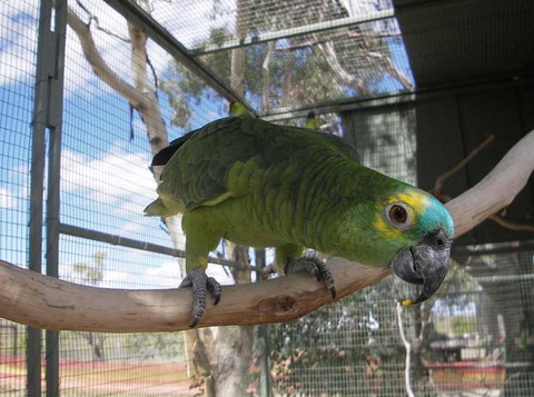 Darling Downs Zoo - Sydney Tourism 1