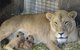 Darling Downs Zoo - thumb 2