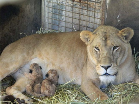 Darling Downs Zoo - Sydney Tourism 2
