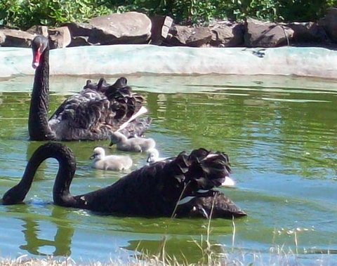 Darling Downs Zoo - Sydney Tourism 3