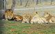 Darling Downs Zoo - thumb 4