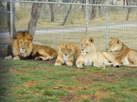 Darling Downs Zoo - Sydney Tourism 4