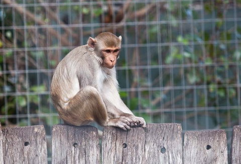 Darling Downs Zoo - Sydney Tourism 5