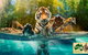 Australia Zoo - thumb 9