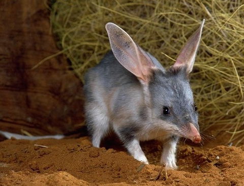 David Fleay Wildlife Park - Sydney Tourism 2