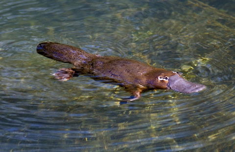 David Fleay Wildlife Park - Sydney Tourism 4