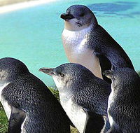 Rockingham Wild Encounters - Sydney Tourism