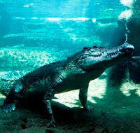 WILD LIFE Sydney Zoo - Sydney Tourism