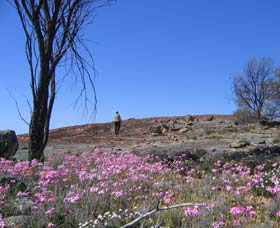 Elabbin WA Sydney Tourism