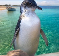 Penguin Island - Sydney Tourism
