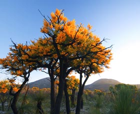 Cape Le Grand National Park - Sydney Tourism 0