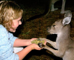 Discovery Bay's Walk On The Wild Side - Sydney Tourism 0