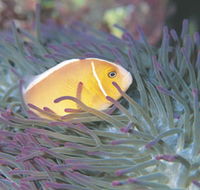 Rowley Shoals