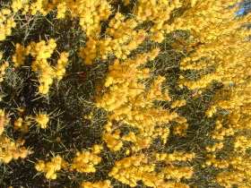 Dalwallinu WA Sydney Tourism