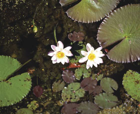 Parry Lagoons Nature Reserve - Sydney Tourism 0