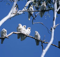 Carawine Gorge - Sydney Tourism
