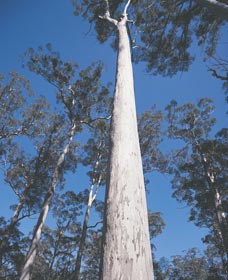 The Four Aces - Sydney Tourism 0